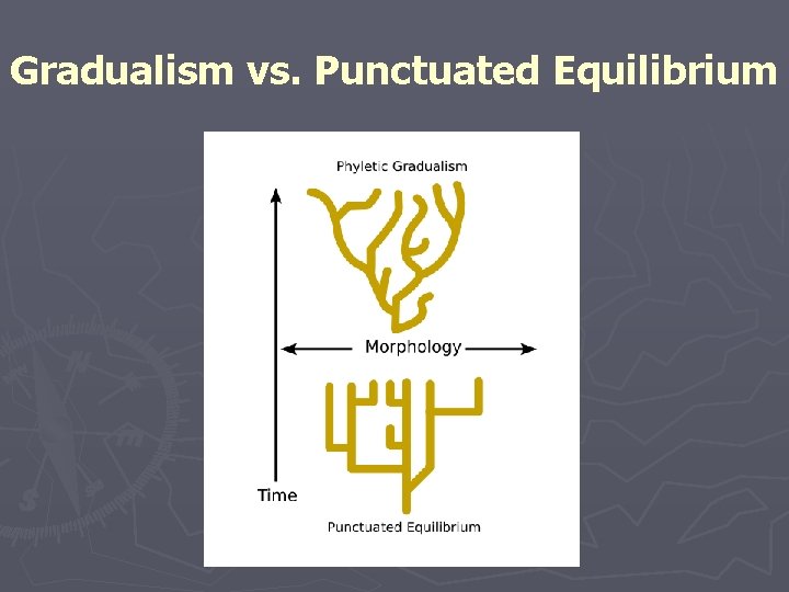 Gradualism vs. Punctuated Equilibrium 