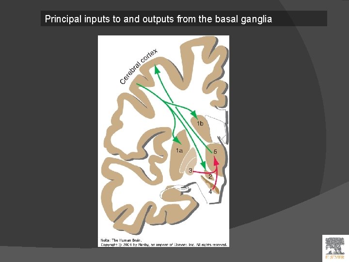 Principal inputs to and outputs from the basal ganglia 
