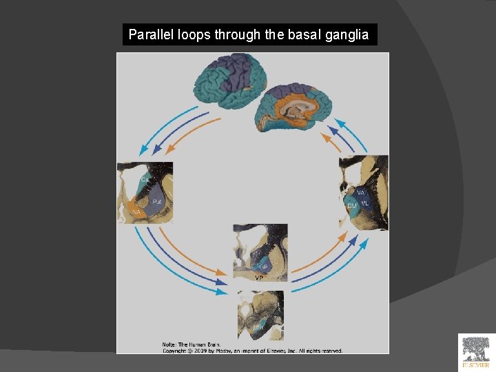 Parallel loops through the basal ganglia 