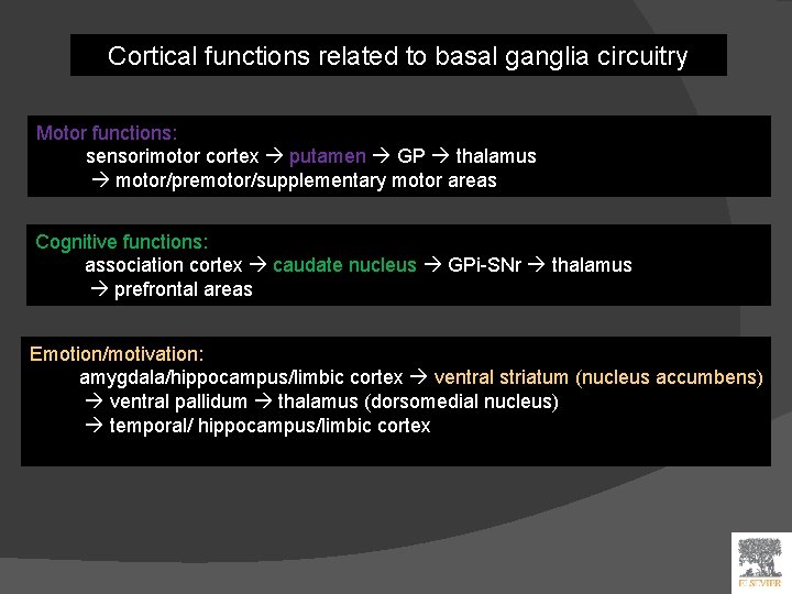 Cortical functions related to basal ganglia circuitry Motor functions: sensorimotor cortex putamen GP thalamus