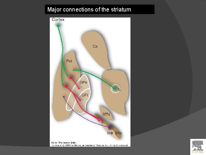 Major connections of the striatum 