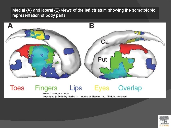 Medial (A) and lateral (B) views of the left striatum showing the somatotopic representation