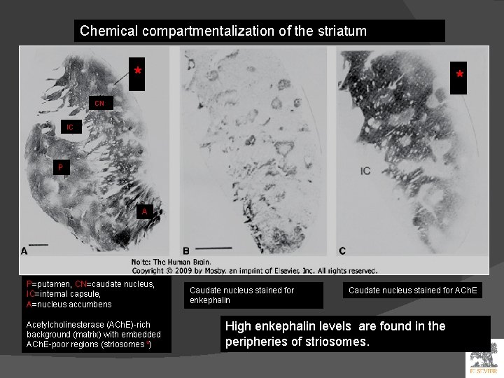 Chemical compartmentalization of the striatum * * CN IC P A P=putamen, CN=caudate nucleus,