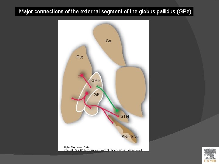 Major connections of the external segment of the globus pallidus (GPe) 