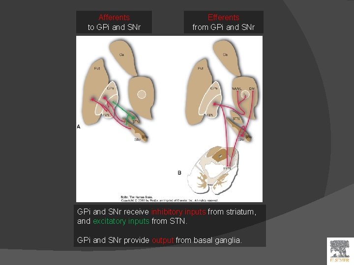 Afferents to GPi and SNr Efferents from GPi and SNr receive inhibitory inputs from