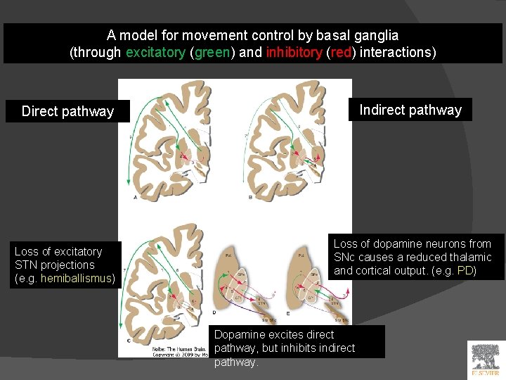 A model for movement control by basal ganglia (through excitatory (green) and inhibitory (red)