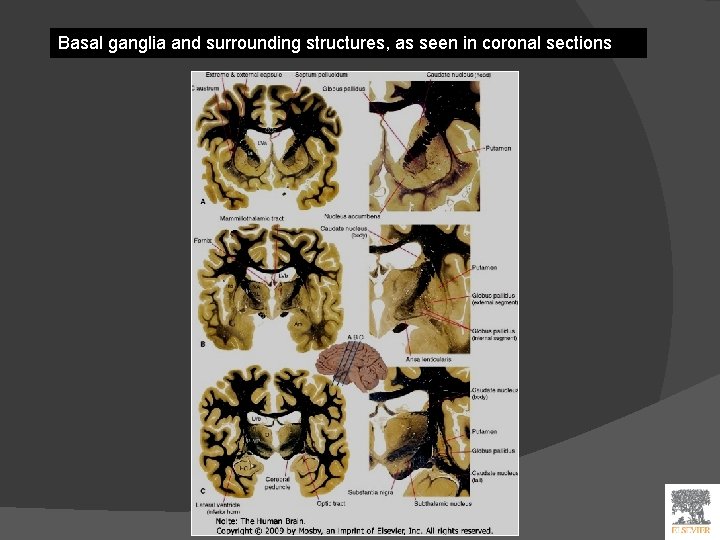 Basal ganglia and surrounding structures, as seen in coronal sections 