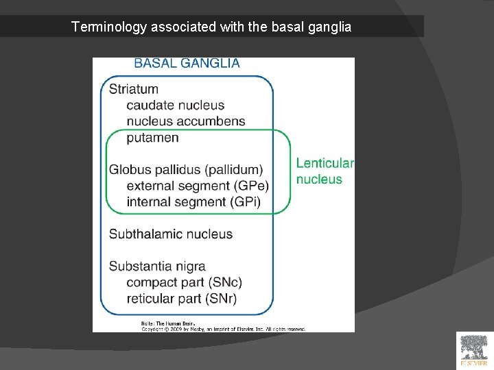 Terminology associated with the basal ganglia 