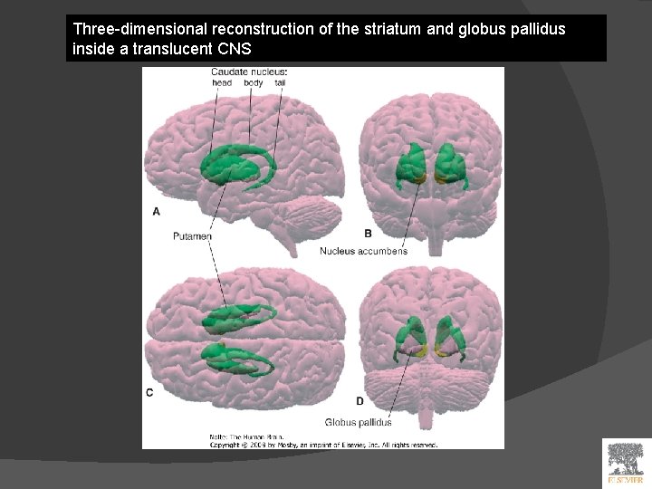 Three-dimensional reconstruction of the striatum and globus pallidus inside a translucent CNS 