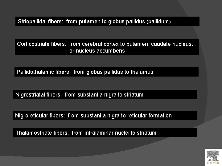Striopallidal fibers: from putamen to globus pallidus (pallidum) Corticostriate fibers: from cerebral cortex to