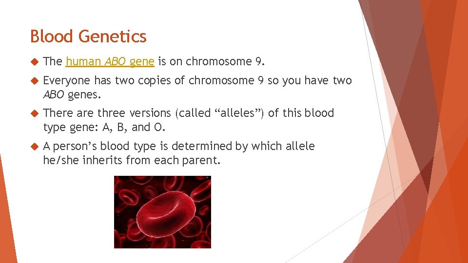 Blood Genetics The human ABO gene is on chromosome 9. Everyone has two copies