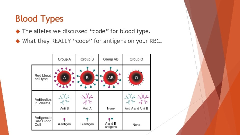 Blood Types The alleles we discussed “code” for blood type. What they REALLY “code”