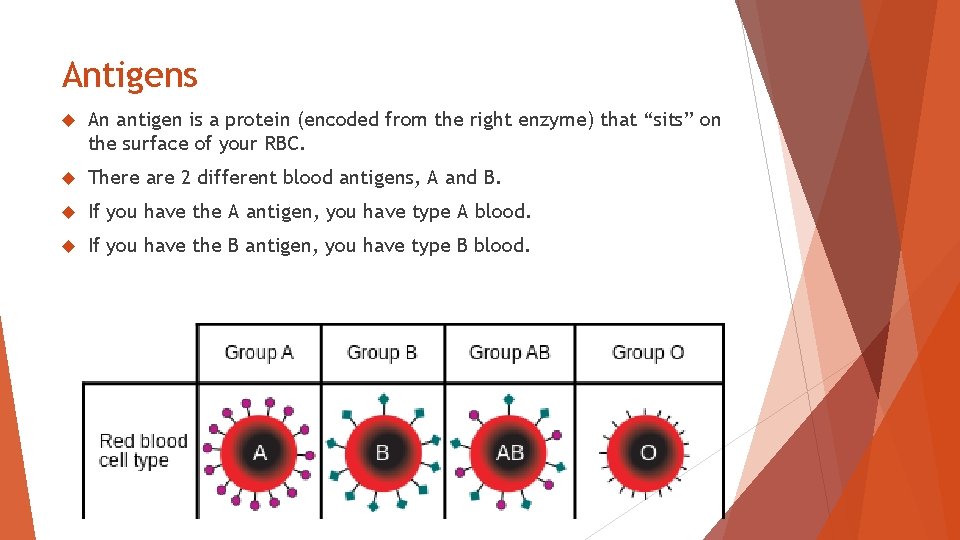 Antigens An antigen is a protein (encoded from the right enzyme) that “sits” on