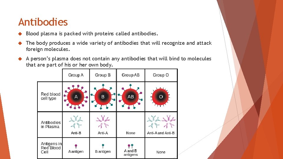 Antibodies Blood plasma is packed with proteins called antibodies. The body produces a wide