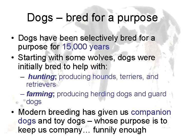 Dogs – bred for a purpose • Dogs have been selectively bred for a