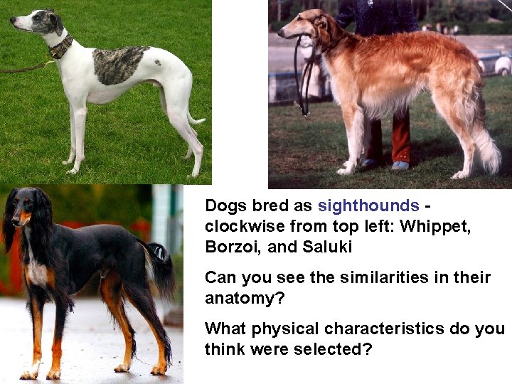Dogs bred as sighthounds clockwise from top left: Whippet, Borzoi, and Saluki Can you