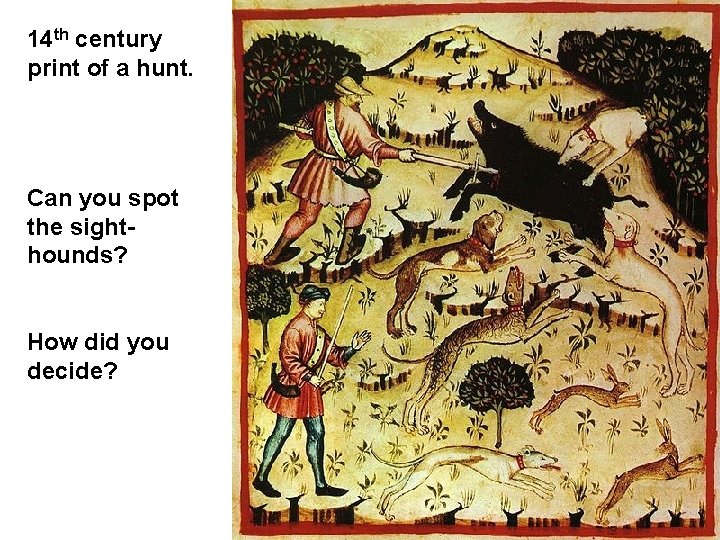 14 th century print of a hunt. Can you spot the sighthounds? How did