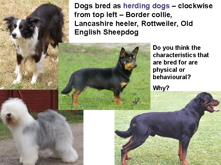 Dogs bred as herding dogs – clockwise from top left – Border collie, Lancashire