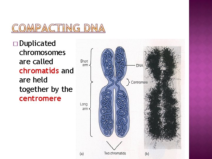 � Duplicated chromosomes are called chromatids and are held together by the centromere 