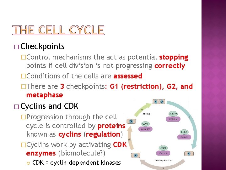 � Checkpoints �Control mechanisms the act as potential stopping points if cell division is