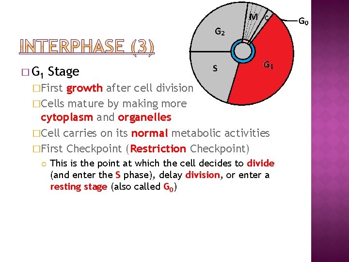 � G 1 Stage �First growth after cell division �Cells mature by making more