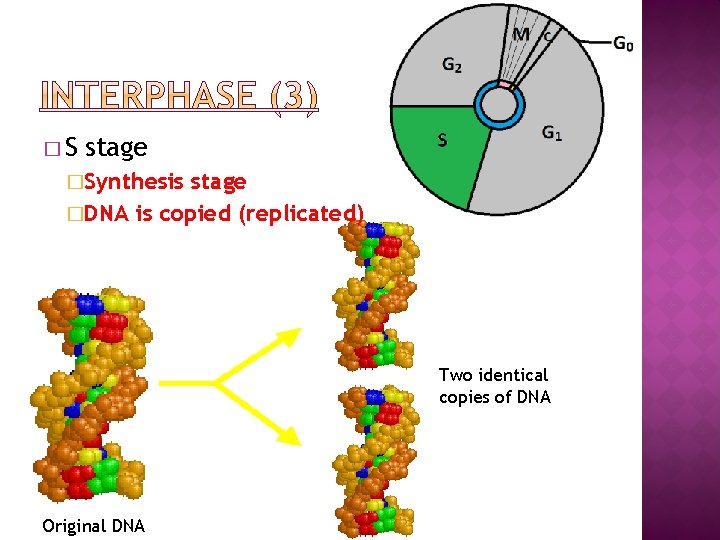 �S stage �Synthesis stage �DNA is copied (replicated) Two identical copies of DNA Original