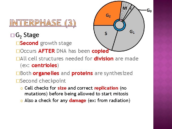 � G 2 Stage �Second growth stage �Occurs AFTER DNA has been copied �All