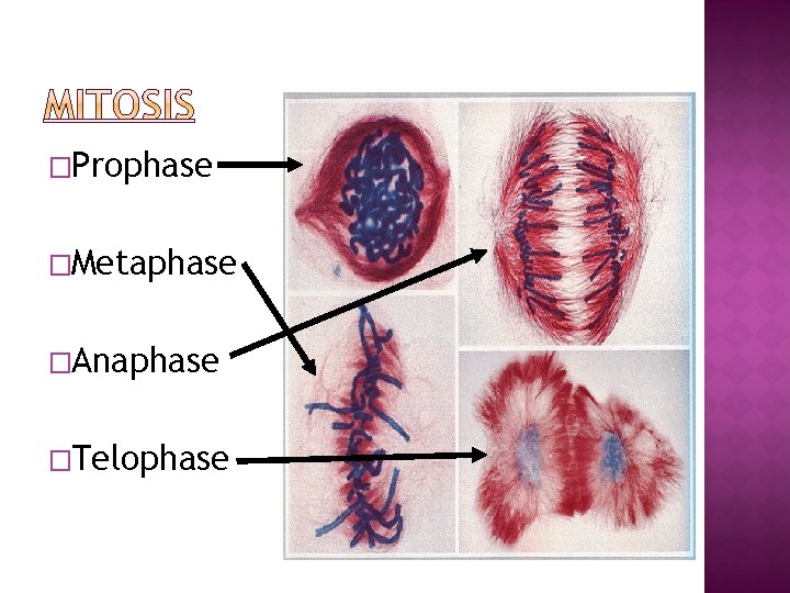 �Prophase �Metaphase �Anaphase �Telophase 