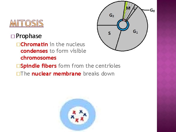 � Prophase �Chromatin in the nucleus condenses to form visible chromosomes �Spindle fibers form