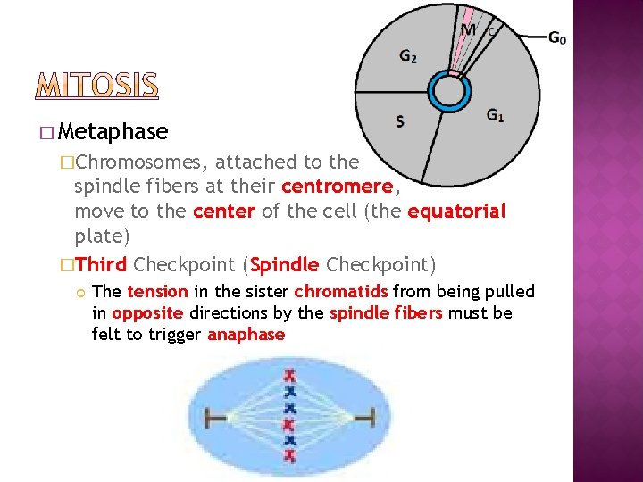 � Metaphase �Chromosomes, attached to the spindle fibers at their centromere, move to the