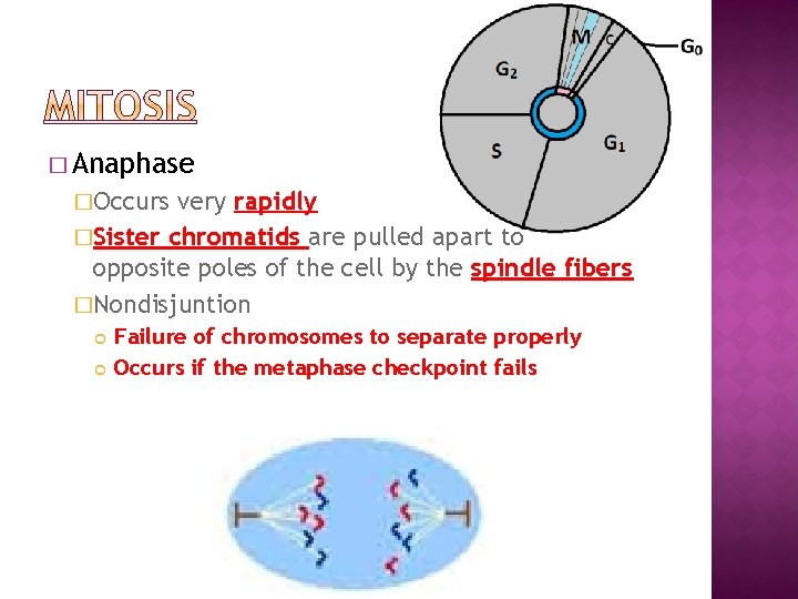 � Anaphase �Occurs very rapidly �Sister chromatids are pulled apart to opposite poles of