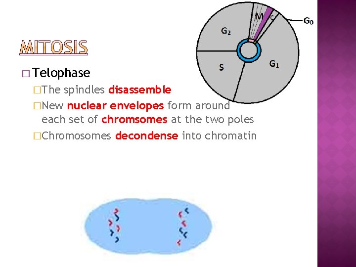 � Telophase �The spindles disassemble �New nuclear envelopes form around each set of chromsomes