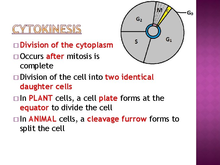 � Division of the cytoplasm � Occurs after mitosis is complete � Division of