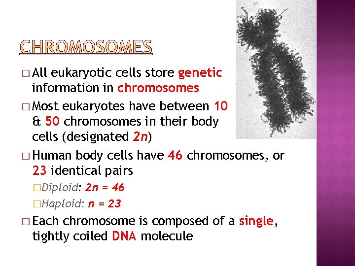 � All eukaryotic cells store genetic information in chromosomes � Most eukaryotes have between