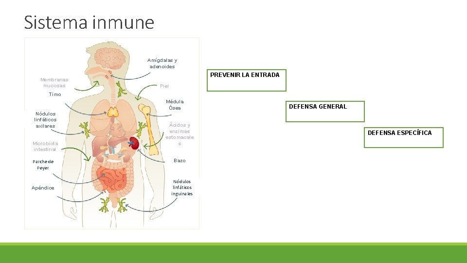 Sistema inmune Immune system Membranas mucosas Amígdalas y adenoides PREVENIR LA ENTRADA Piel Timo