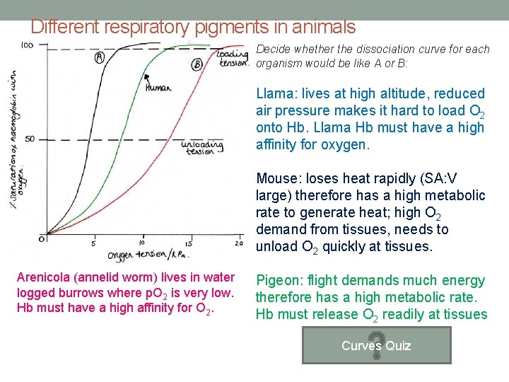 Different respiratory pigments in animals Decide whether the dissociation curve for each organism would