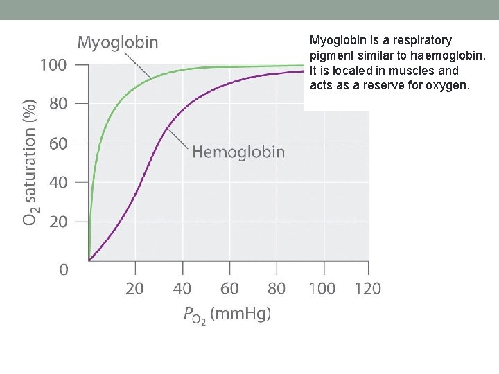 Myoglobin is a respiratory pigment similar to haemoglobin. It is located in muscles and