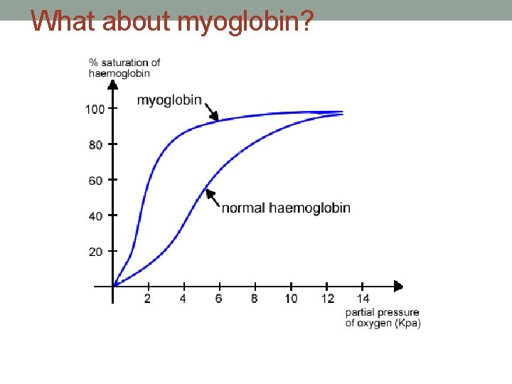 What about myoglobin? 