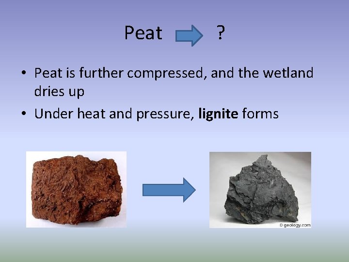 Peat ? • Peat is further compressed, and the wetland dries up • Under
