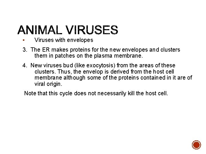 § Viruses with envelopes 3. The ER makes proteins for the new envelopes and