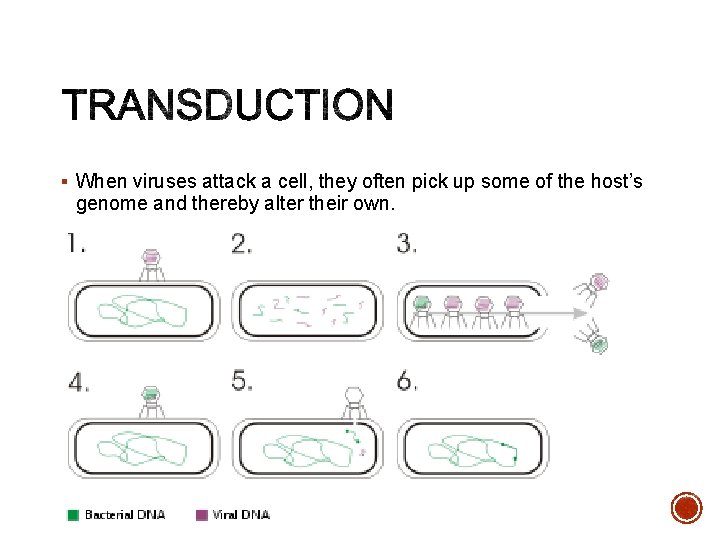 § When viruses attack a cell, they often pick up some of the host’s