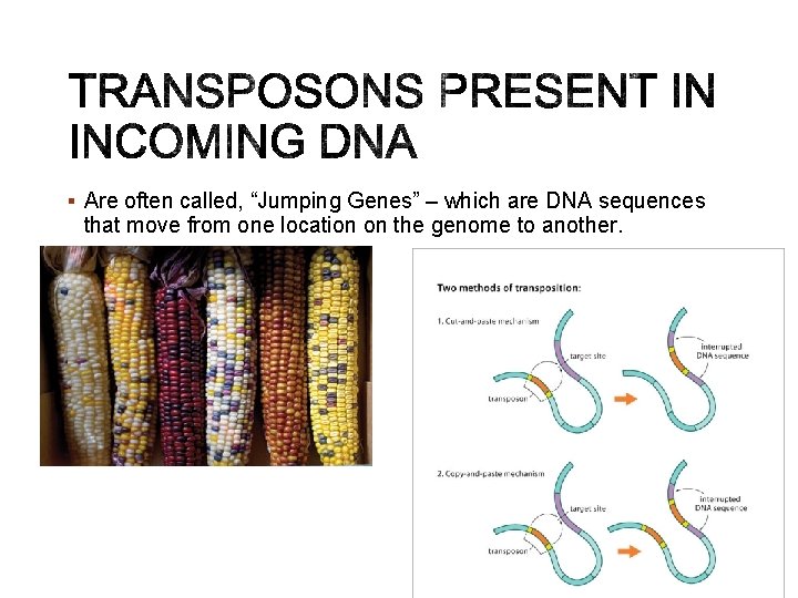 § Are often called, “Jumping Genes” – which are DNA sequences that move from