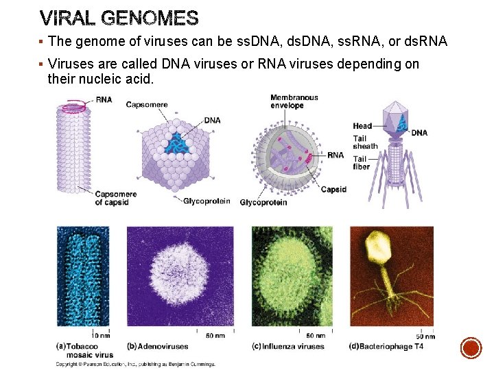 § The genome of viruses can be ss. DNA, ds. DNA, ss. RNA, or