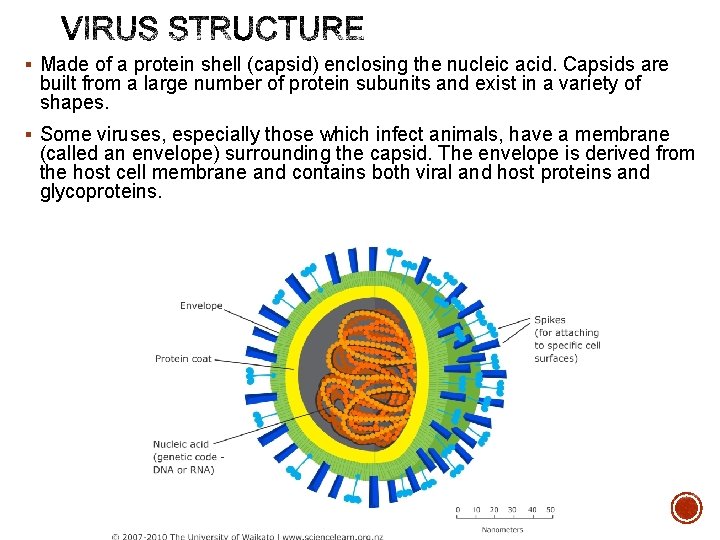 § Made of a protein shell (capsid) enclosing the nucleic acid. Capsids are built