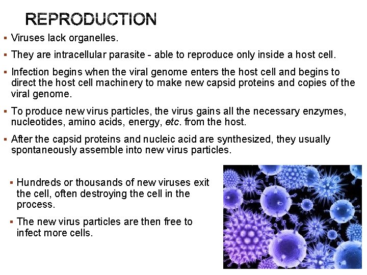 § Viruses lack organelles. § They are intracellular parasite - able to reproduce only