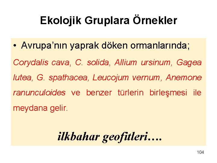 Ekolojik Gruplara Örnekler • Avrupa’nın yaprak döken ormanlarında; Corydalis cava, C. solida, Allium ursinum,