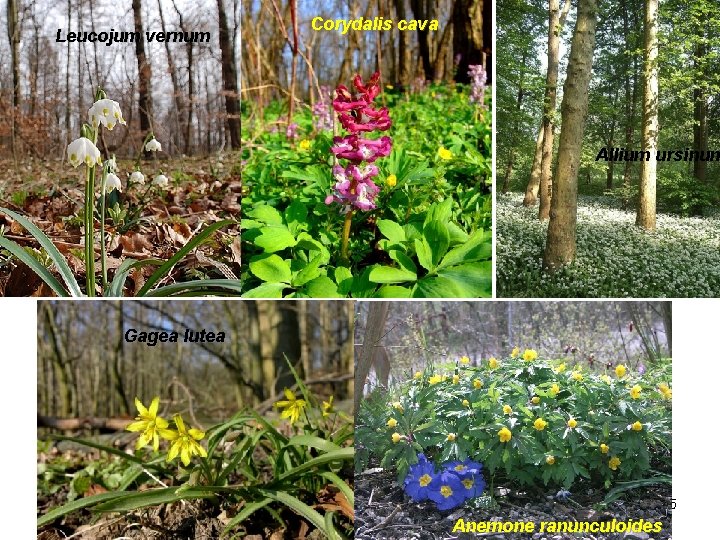 Leucojum vernum Corydalis cava Allium ursinum Gagea lutea 105 Anemone ranunculoides 