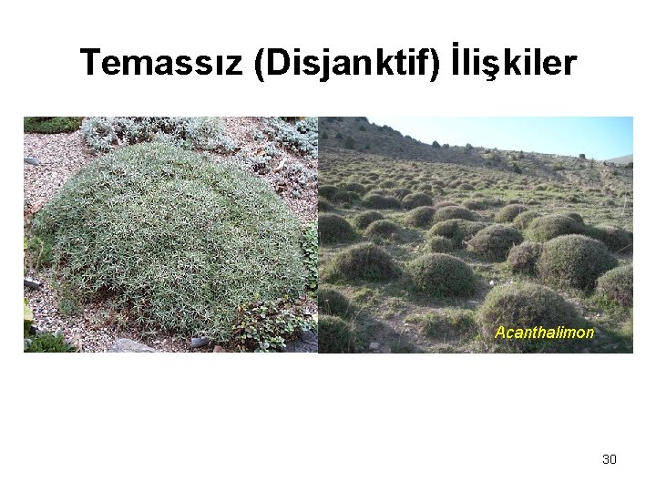 Temassız (Disjanktif) İlişkiler Acanthalimon 30 