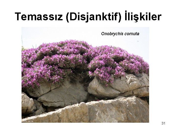 Temassız (Disjanktif) İlişkiler Onobrychis cornuta 31 