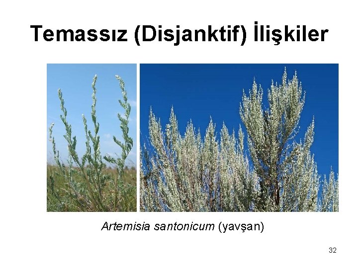 Temassız (Disjanktif) İlişkiler Artemisia santonicum (yavşan) 32 